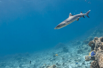 Triaenodon obesus whitetip reef shark swimming in blue ocean