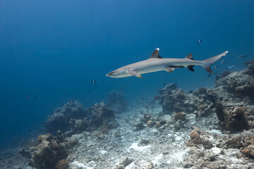 Fototapeta premium Triaenodon obesus whitetip reef shark swimming in blue ocean