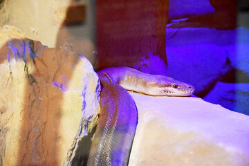 The Olive Python is one of Australia's largest snakes. It is usually a single colour of olive,...