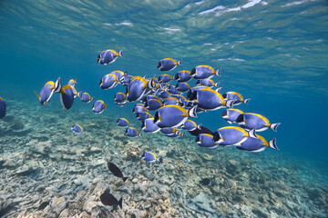 Acanthurus leucosternon Powderblue surgeonfish school in blue ocean	
