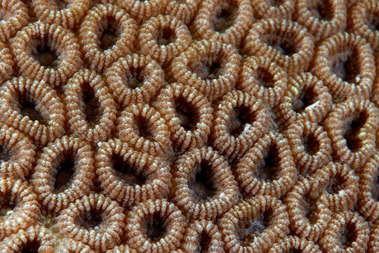 Dipsastraea favus hard coral favia underwater