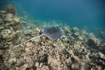 Stingray dasyatis pastinaca swimming on coral reef