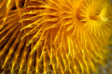 Sabellida annelid Polychaeta coral reef in ocean 