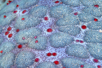 Red Hellspawn Chalice coral in ocean