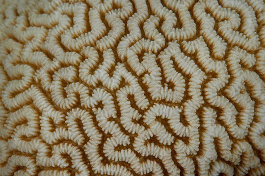Platygyra hard coral in ocean