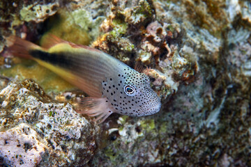 Obraz na płótnie Canvas Paracirrhites forsteri hawkfish blackside on coral reef