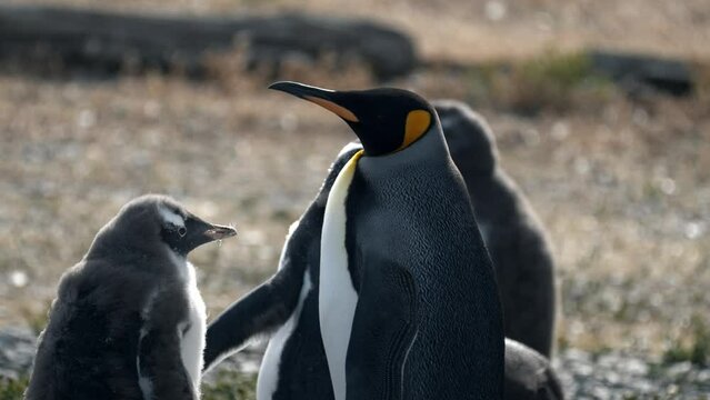King penguin with Gentoo penguins in Isla Martillo, Ushuaia.