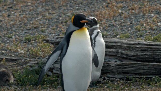 King penguin walking with Magellanic penguins in Isla Martillo, Ushuaia.