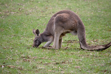 this is a side view of a red kangaroo