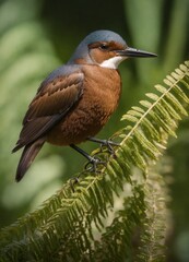 Belted fingfisher holding sword fern 