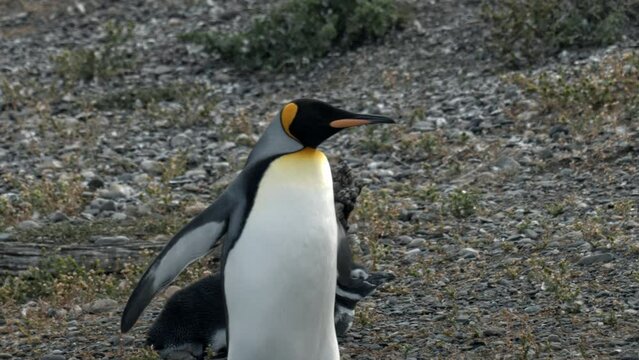 King penguin walking with Magellanic penguins in Isla Martillo, Ushuaia.
