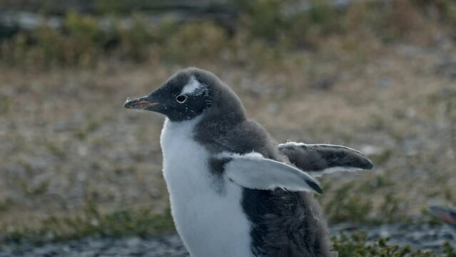 Baby Gentoo penguin walking in Isla Martillo, Ushuaia, Argentina.