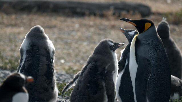Gentoo penguin moving the tail with a King penguin beside in Isla Martillo, Ushuaia, Argentina.
