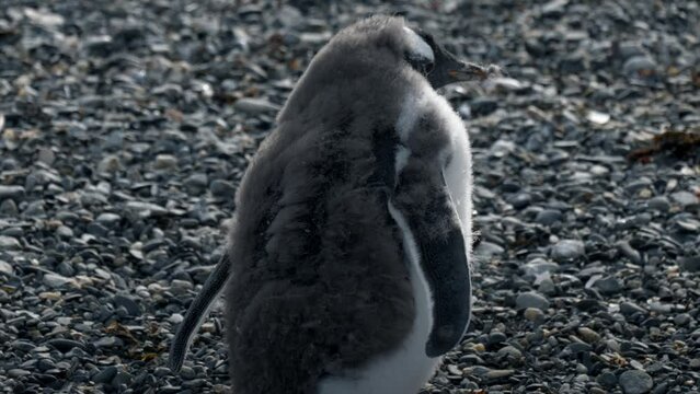 Baby Gentoo penguin walking in Isla Martillo, Ushuaia, Argentina.