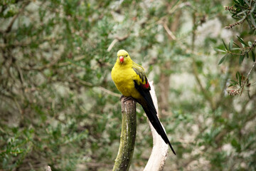 The female regent parrot is all light green. It has yellow shoulder patches and a narrow red band crosses the centre of the wings and yellow underwings.