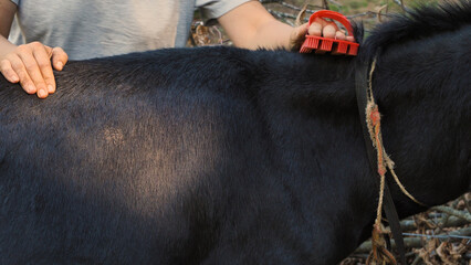 A person uses a red comb on a tethered black horse, hand resting on its mane.