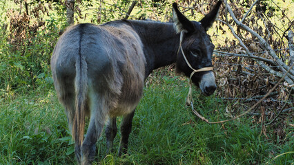 A solitary donkey stands in a sunny, green field, its fur a rich brown. It appears peaceful and content, embodying the tranquility of rural life.