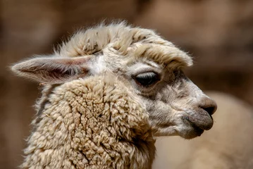 Zelfklevend Fotobehang close up of a llama © Alvise