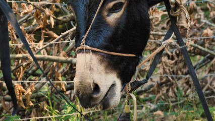 Close-up of a black donkey's head. In the background is a blurred background of dry leaves and barbed wire fence. Argo farm.