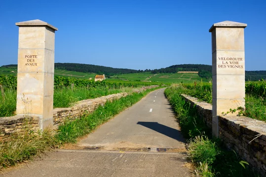 Le Tour de Bourgogne à Vélo - Adobe Stock