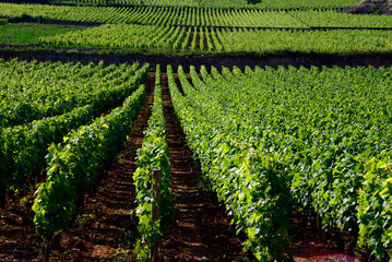 Beaune, Cote de Beaune, Cote d'Or, Burgundy, France, Europe - vineyards on outskirts of the city