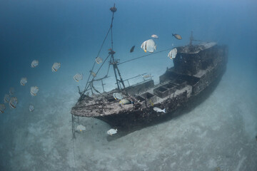 A shipwreck and platax school deep underwater on sandy floor of indian ocean