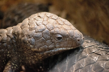 The Shingleback has a very large head, a very short blunt tail, short legs and large rough scales.