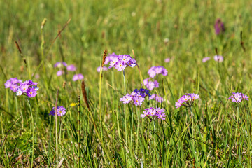 Obraz na płótnie Canvas Flowering Bird's-eye primrose on a grass meadow