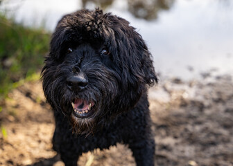 bernese mountain dog