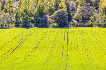 Green fields and trees in spring