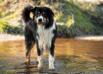 border collie dog