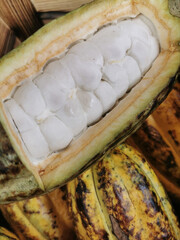 fresh cocoa fruits texture