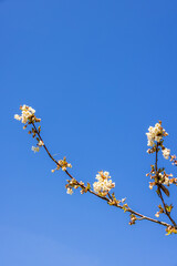 Flowering cherry flowers at a blue sky in springtime