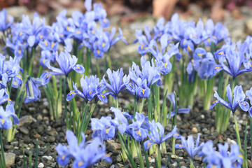 small siberian iris flowers