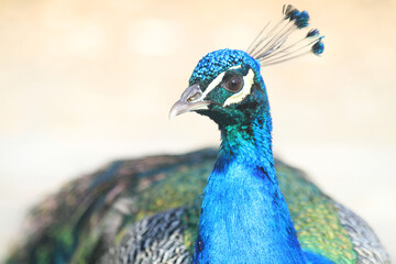 head of peacock