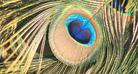 feather of peacock texture