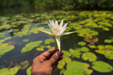 A hand holding a pristine white water lily flower against a lush background of lily pads floating on a tranquil water surface, captured in bright daylight.