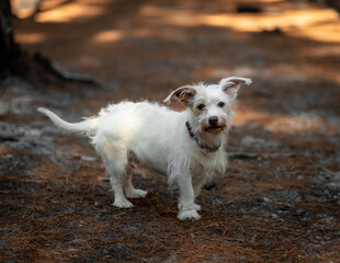jack russell terrier