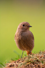 Female Common redstart in the forest.