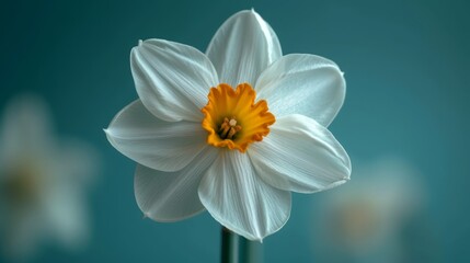  A tight shot of a white bloom displaying a yellow stamen at its core