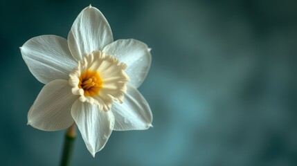   A solitary white daffodil against a dark blue backdrop, featuring a golden yellow center