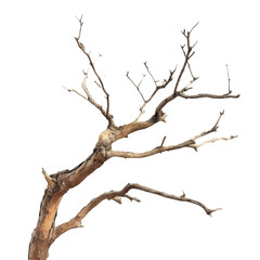 Fototapeta premium Dead tree without leaves