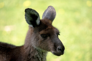 this is a close up of a western grey kangaroo