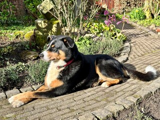 bernese mountain dog listening in the garden