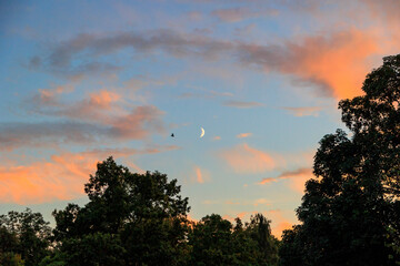 a bat is flying between Clouds in the sky above Wittelsbach Park shine red in the evening glow