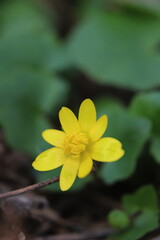 wild yellow flower in the morning