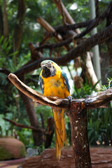 Blue and yellow macaw (Ara ararauna).  Large parrot.
