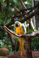 Blue and yellow macaw (Ara ararauna).  Large parrot.