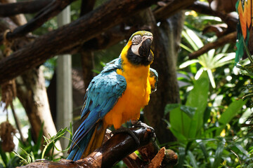 Blue and yellow macaw (Ara ararauna).  Large parrot.