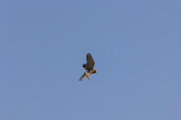 Close up of female kestrel in shaking flight, wings and tail fanned out to maximum in blue sky